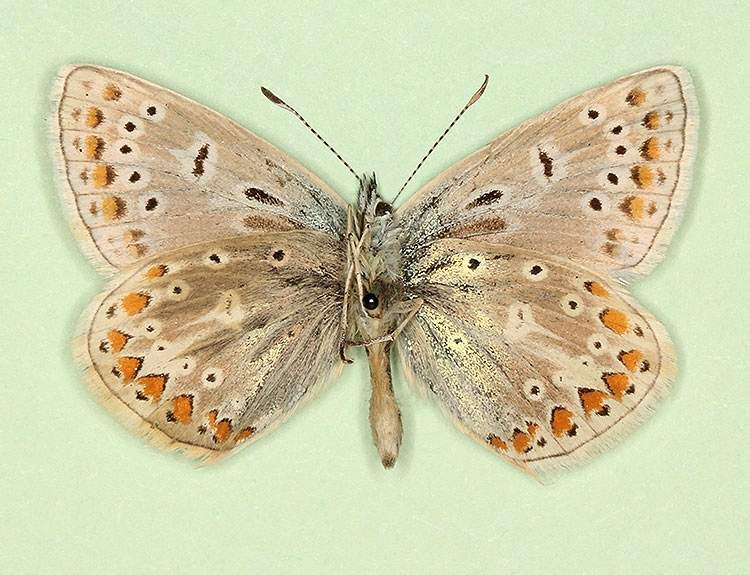 Polyommatus icarus male (aberrant form elongata) (Internet Image property of respective owner, non-commercial use only)